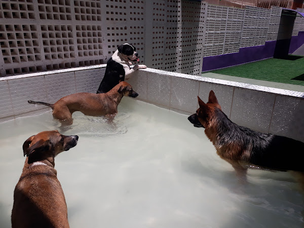 Foto 4 Dog Walter Obedience