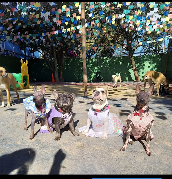 Foto 5 Dog Walter Obedience