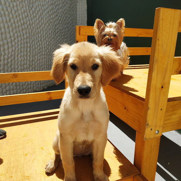 Escola do Latir Creche, Hotel para cachorro