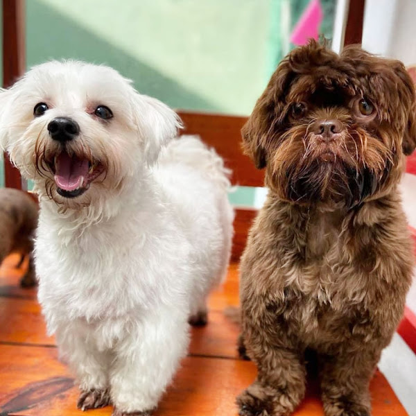 Foto 2 Escola do Latir Creche, Hotel para cachorro