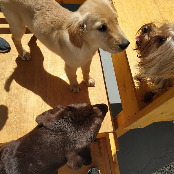 Foto 4 Escola do Latir Creche, Hotel para cachorro