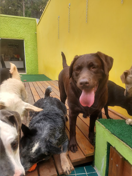 Foto 1 The Point Pet