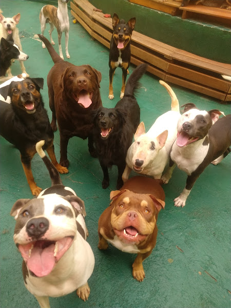 Foto 2 The Point Pet