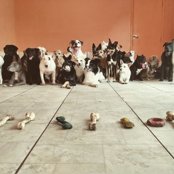 Foto 3 The Point Pet