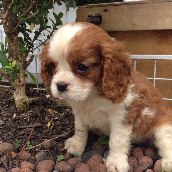 Pet Shop The Dogfather Pet Shop The Dogfather