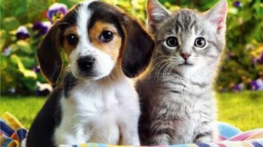 Foto 1 Dog's & Cattz PetShop