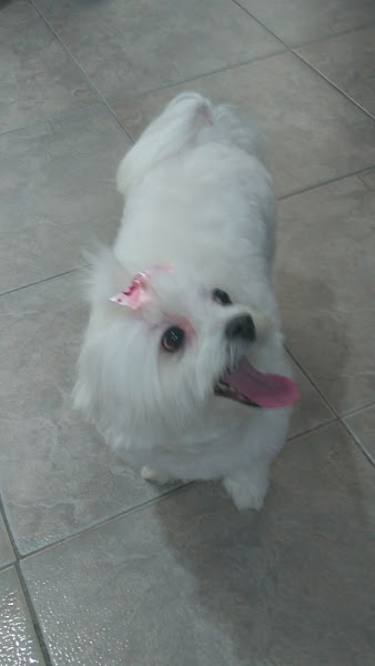 Foto 2 Dog's & Cattz PetShop