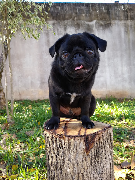 Foto 1 Consulado da Ração