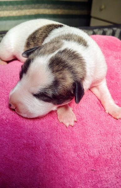 Foto 1 Consulado da Ração