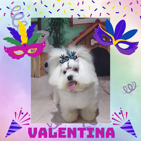 Foto 2 Hora da Ração !