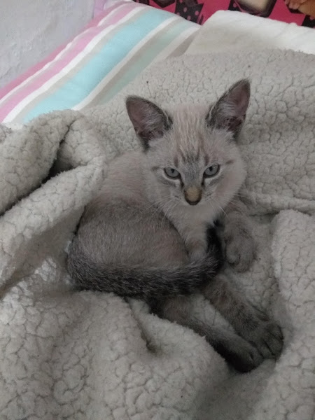 Foto 1 Paulinho Rações