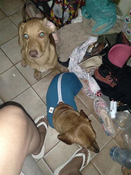 Foto 3 Paulinho Rações