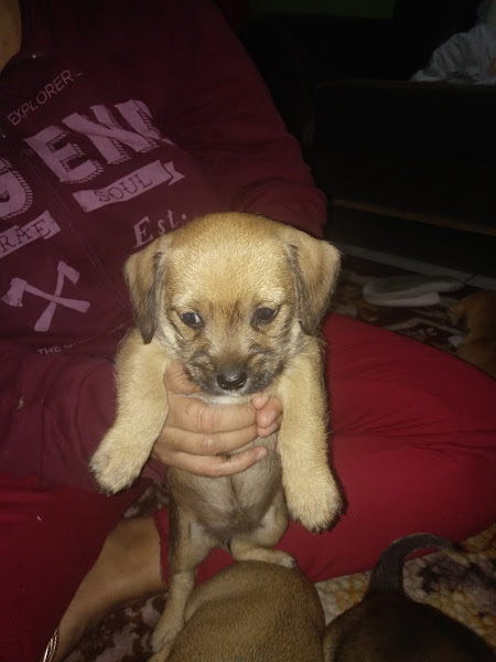 Foto 4 Paulinho Rações