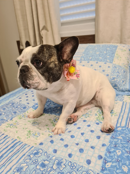 Foto 3 Pet Shop Rações Renata - Carrão