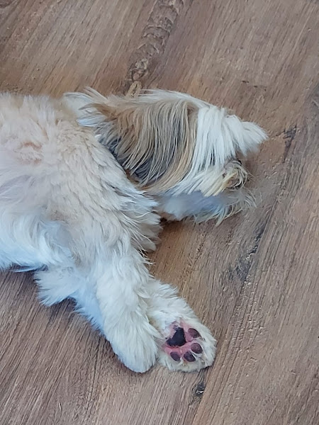 Foto 4 Pet Shop Rações Renata - Carrão