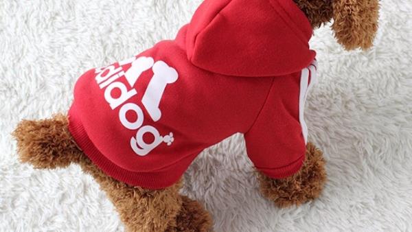 Foto 1 Casa de ração amopet