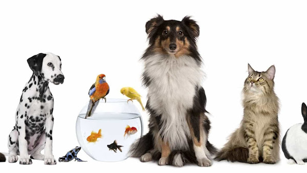 Foto 5 Casa de ração arcanjo