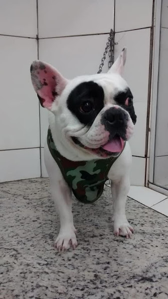 Foto 1 Pet São Miguel