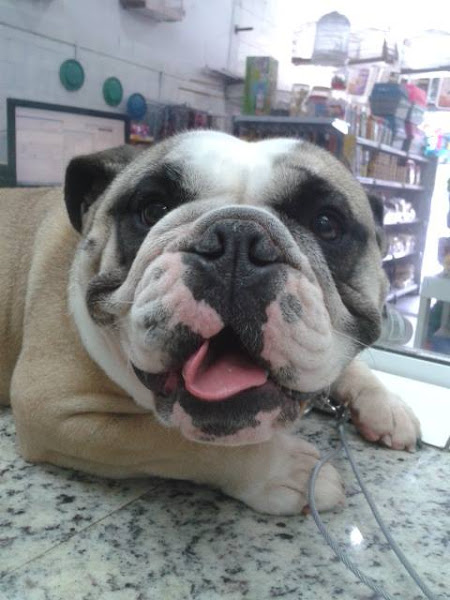 Foto 2 Pet São Miguel