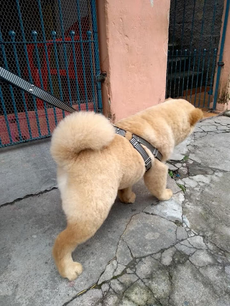 Foto 3 Pet São Miguel