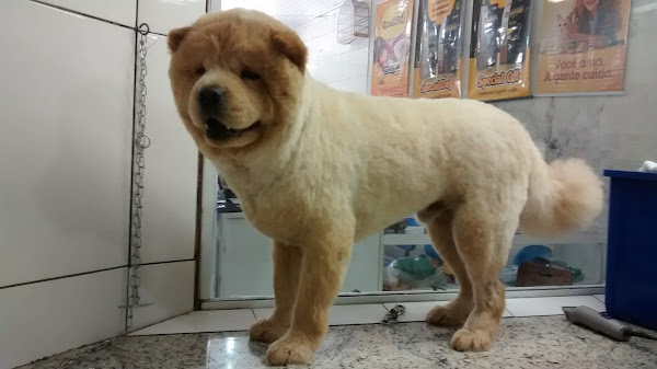 Foto 4 Pet São Miguel