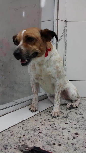 Foto 5 Pet São Miguel