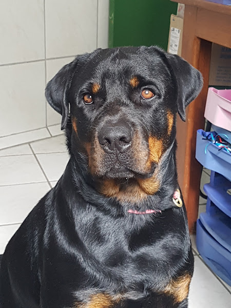 Foto 4 ARMAZÉM DE BICHOS