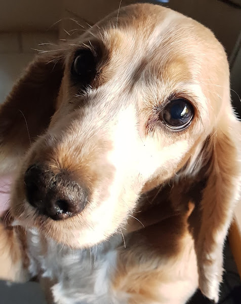 Foto 5 ARMAZÉM DE BICHOS