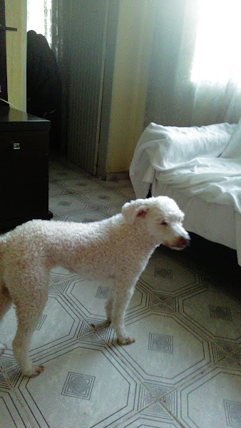 Foto 1 Cães, Gatos e Cia