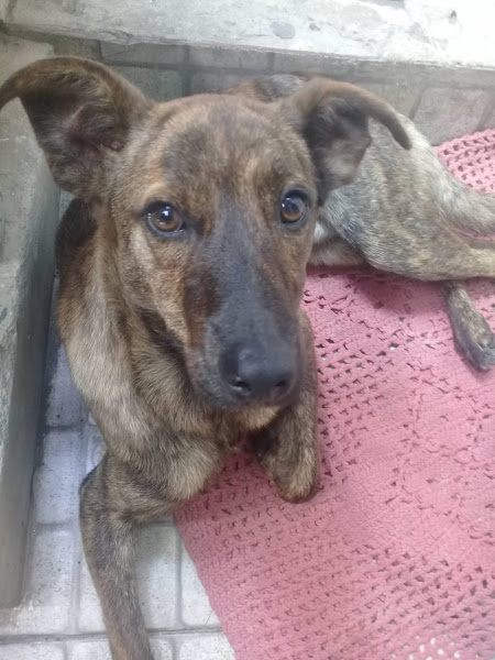 Foto 3 Cães, Gatos e Cia