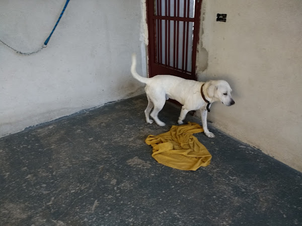 Foto 4 Cães, Gatos e Cia