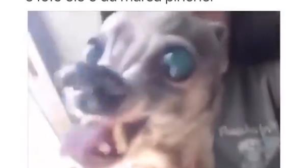 Foto 5 Cães, Gatos e Cia