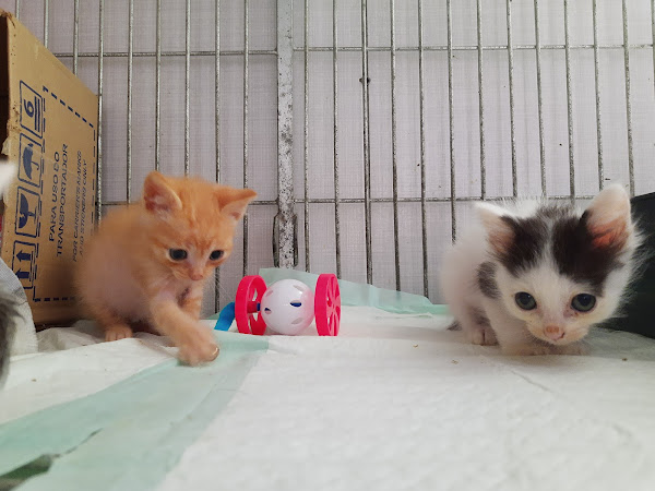 Bichos e Vets Clínica Veterinária