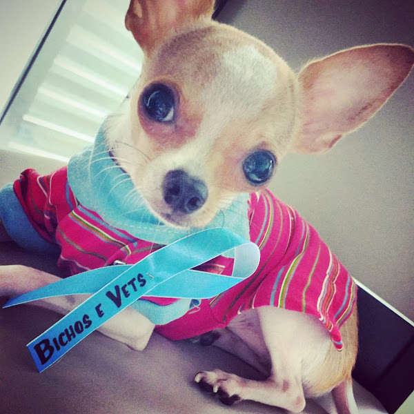 Foto 1 Bichos e Vets Clínica Veterinária