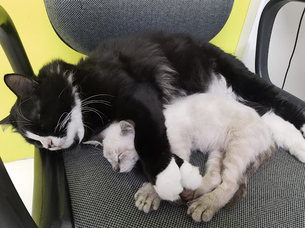 Foto 2 Bichos e Vets Clínica Veterinária