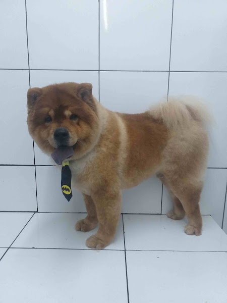 Foto 1 Pet Shop Vet Solo