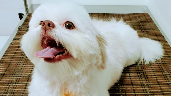 Foto 2 Pet Shop Vet Solo