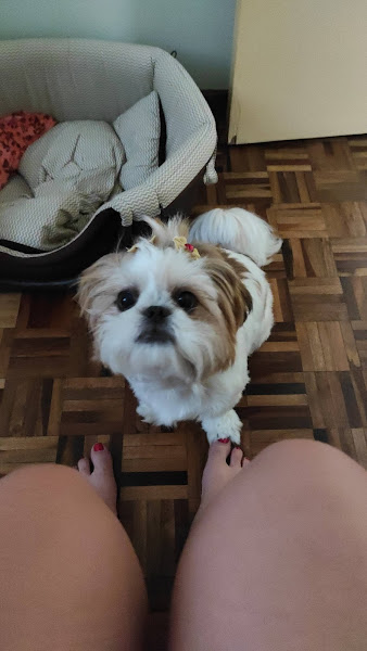 Foto 2 Alvorada Pet Shop