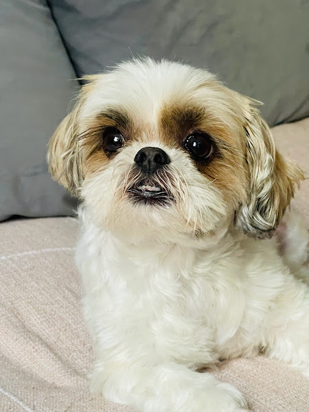 Foto 3 Alvorada Pet Shop