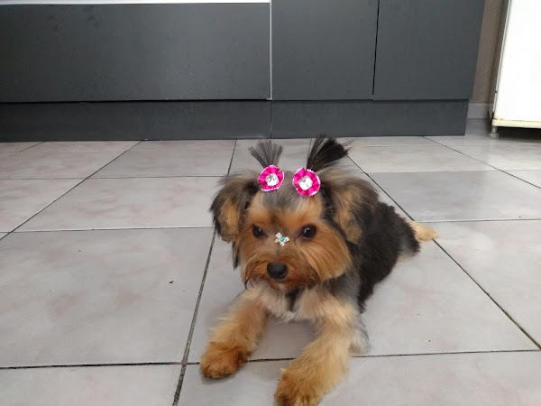 Foto 4 Alvorada Pet Shop