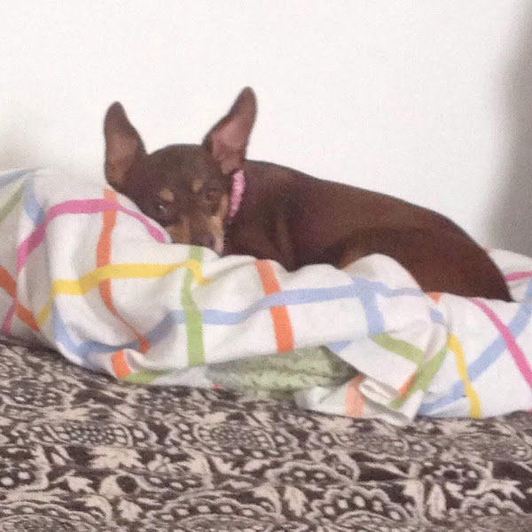 Foto 1 Mamita's Pet Shop