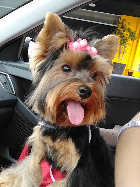 Foto 3 Zôô Center - Rio Bonito