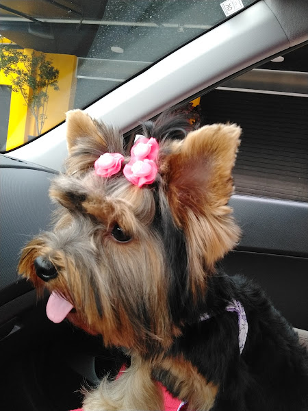 Foto 5 Zôô Center - Rio Bonito