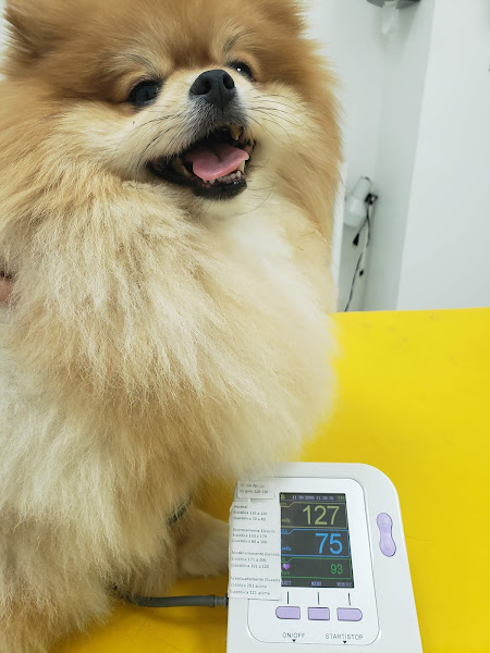 Foto 4 PolitiPet - Clínica Veterinária e Pet Shop