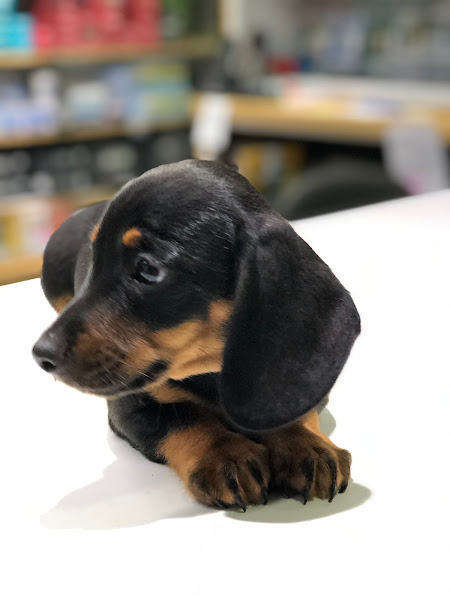 Foto 1 Pet Shop Colombo Estética Animal Caça, Pesca & Airsoft