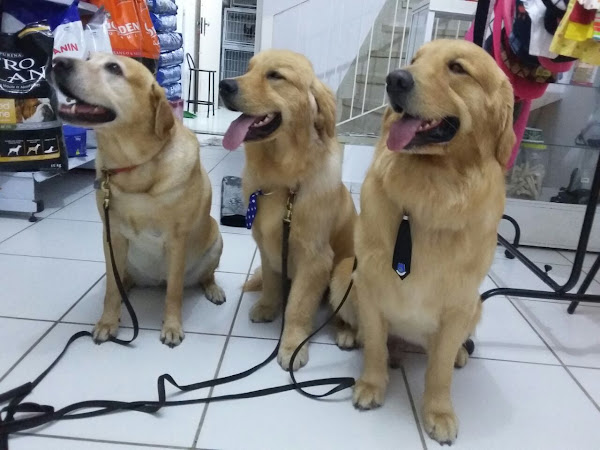 Foto 0 Pequenos e Grandes