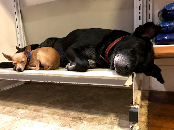 Foto 3 Pequenos e Grandes