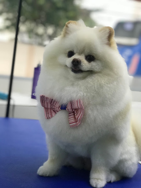 Conceito Pet Centro Veterinário e Petshop