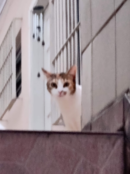 Foto 2 Pet Shop Pica Pau