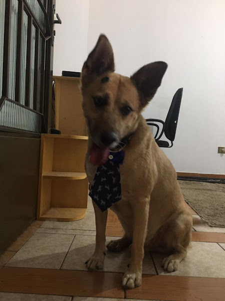 Foto 1 DERAs PET SHOP rua da mooca